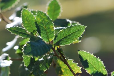 Quercus ilex - dub cesmínový (6)